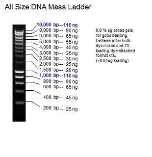 All Size DNA Mass Ladder (0.2-10 kb)