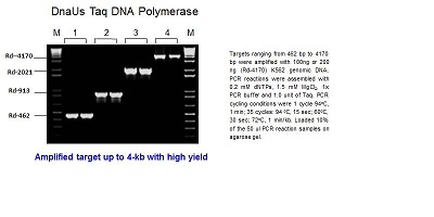 Glycerol-free DnaUs Taq DNA Polymerase (up to 4 kb)