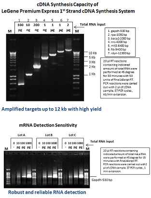 LeGene Premium Express 1st Strand cDNA Synthesis System