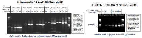 Fr-Fr 1-Step RT-PCR Master Mix, w/wo Dye (5X)