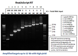 Glycerol-free RnaUsScript Reverse Transcriptase