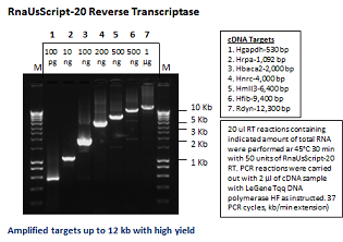 Glycerol-free RnaUsScript-20 Reverse Transcriptase
