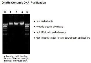 Genomic DNA Miniprep
